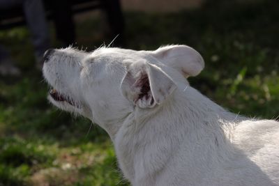 Close-up of white dog