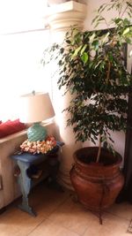 Potted plants on table at home