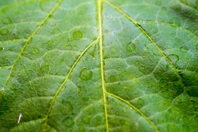 Macro shot of green leaf