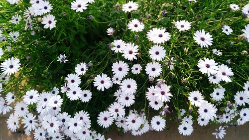 High angle view of flowering plants on field