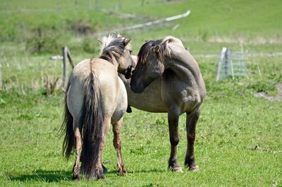 Horses standing on grassy field