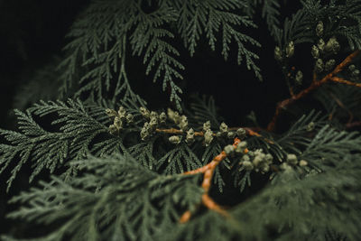 Close-up of christmas tree