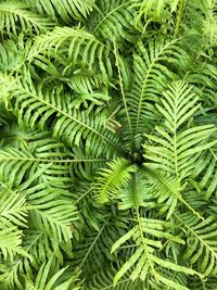 Full frame shot of green leaves