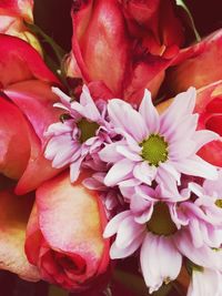 Close-up of pink roses