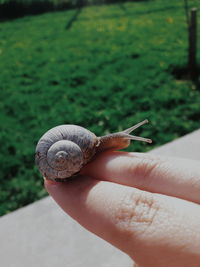 Cropped hand of person holding snail