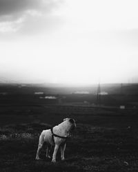 Dog standing in a field