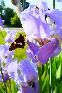 Close-up of purple flowers