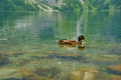Mallard duck swimming in mountain lake. beautiful nature landscape. tatra national park in poland