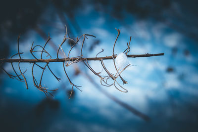 Close-up of dry plant against blue sky
