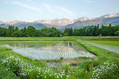 A paddy field in early summer that reflected a mountain of snow dyed in the morning sun.