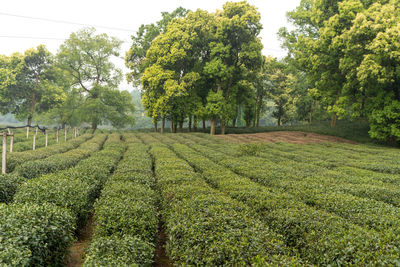 Scenic view of farm against sky