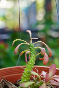 Close-up of potted plant