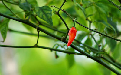 Close-up of red leaves