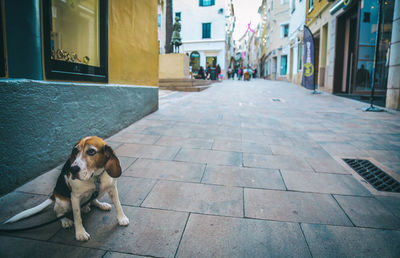 Beagle on footpath amidst buildings