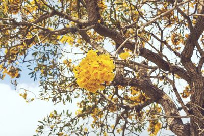 Low angle view of tree