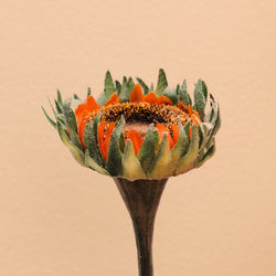 Sunflowers plastik plant decor. minimal flat lay design art