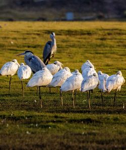 Flock of birds on land