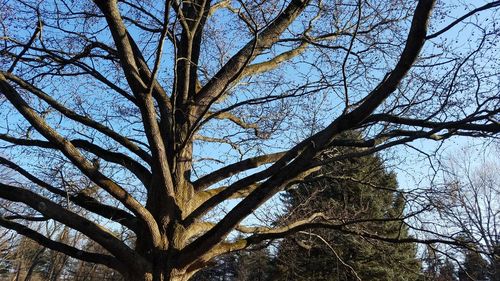 Low angle view of bare tree against sky