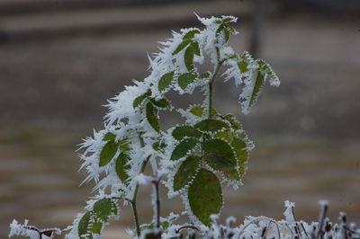 Close-up of frozen plant during winter