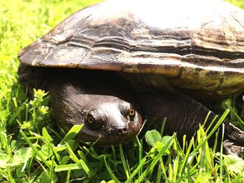 Close-up of turtle on field