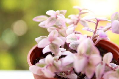 Close-up of pink flowering plant