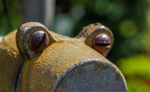 Close-up of animal structure at park