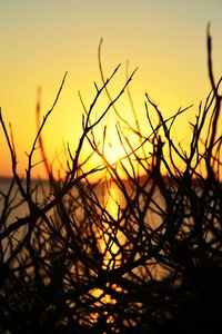 Silhouette of twigs at sunset