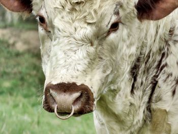 Close-up of cow with ring in nose