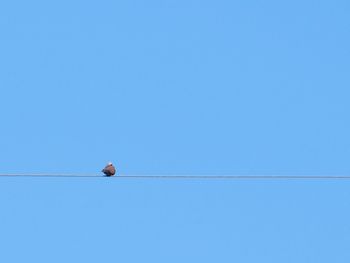 Low angle view of bird perching on cable