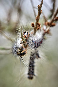 Close-up of spider