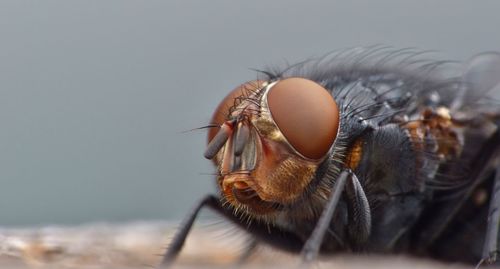 Close-up of fly