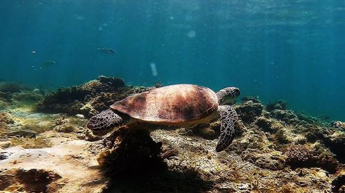 Close-up of jellyfish swimming in sea