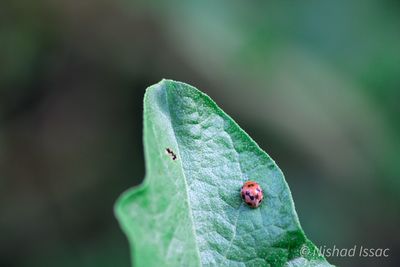 Close-up of insect on leaf