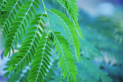 Close-up of fresh green plant