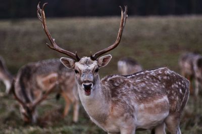 Portrait of deer standing on field