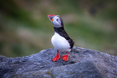 Close-up of bird perching on rock