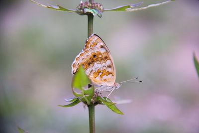 A butterfly flew and perched on a small tree