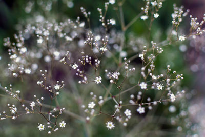 Close-up of white flowering plants