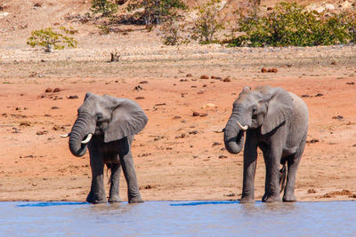 Rear view of elephant in water