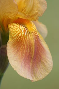 Close-up of yellow flower