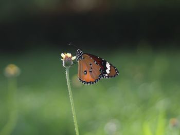 Close-up of butterfly pollinating flower