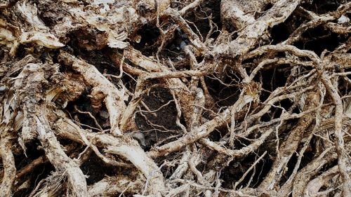 Full frame shot of dried plant