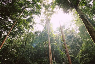 Low angle view of sunlight streaming through trees in forest