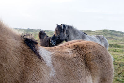 Close-up of horse on field against sky