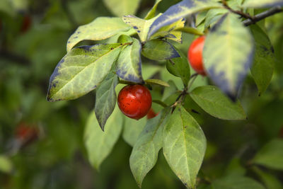Close-up of strawberry growing on plant