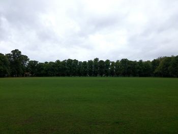 Trees on grassy field