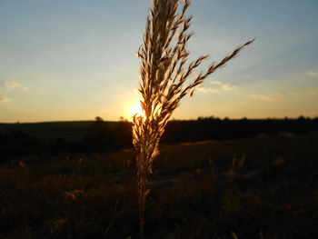 Close-up of stalks in field at sunset