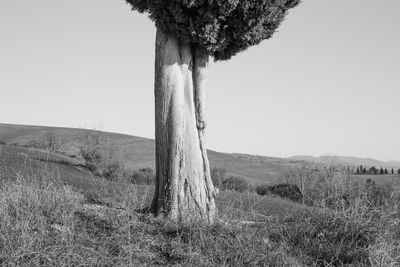 Trees on field against clear sky