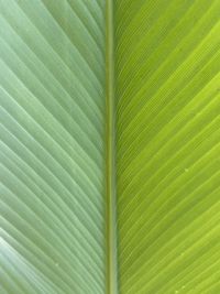 Full frame shot of palm leaf