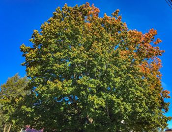 Low angle view of tree against blue sky